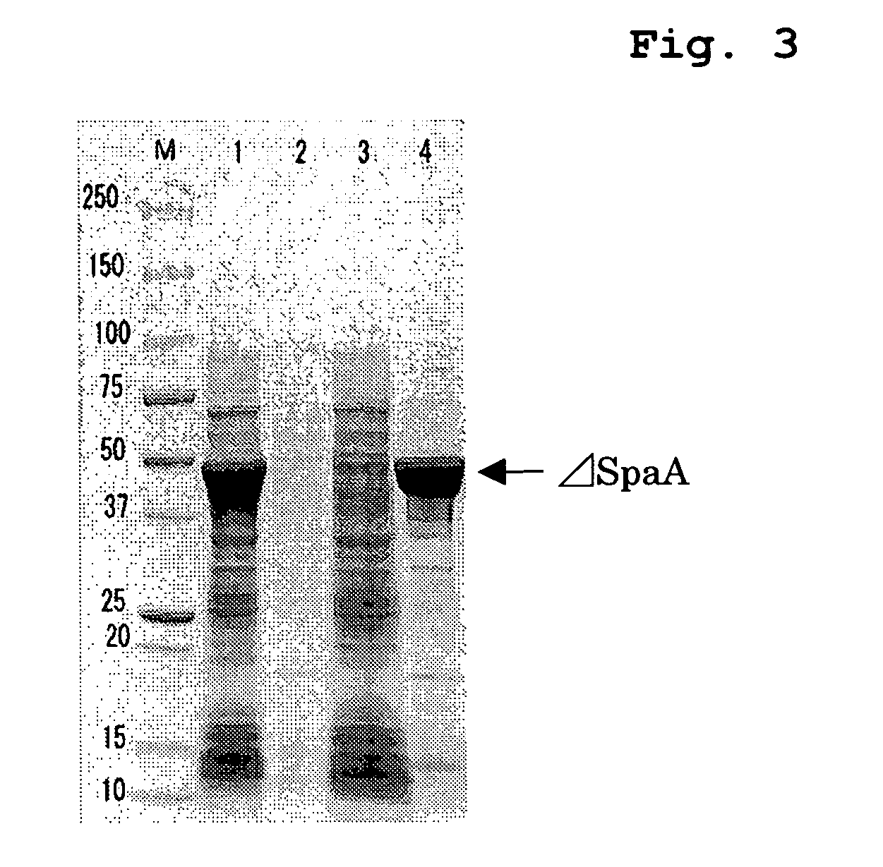 Process for Preparing Variant of Erysipelothrix Rhusiopathiae Surface Protective Antigen in E. Coli