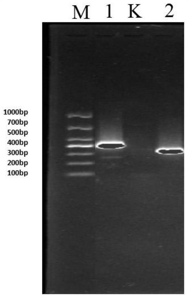 Primer, kit and detection method for rapid detection on ingredients of traditional Chinese medicinal material passer montanus