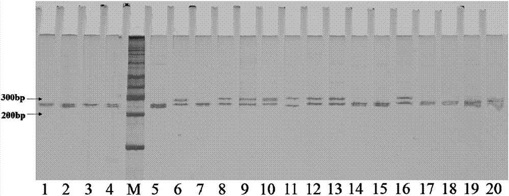 Method for identifying purity of varieties or germplasm of conventional varieties of wine making glutinous sorghum