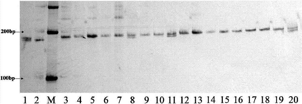 Method for identifying purity of varieties or germplasm of conventional varieties of wine making glutinous sorghum