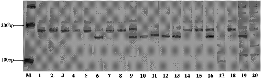 Method for identifying purity of varieties or germplasm of conventional varieties of wine making glutinous sorghum