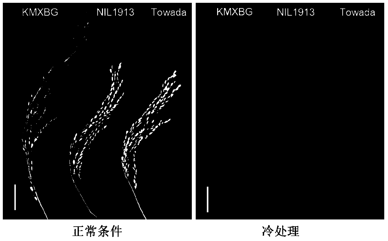 A rice booting stage cold tolerance-related protein ctb4a and its coding gene and application