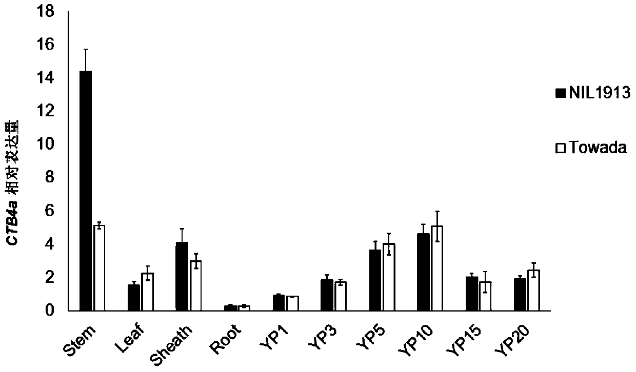 A rice booting stage cold tolerance-related protein ctb4a and its coding gene and application