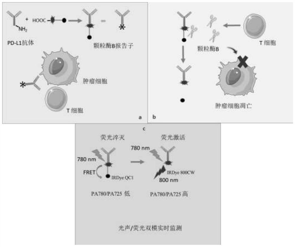 Activatable photoacoustic-fluorescent dual-mode probe for real-time monitoring of immunotherapy and application of activatable photoacoustic-fluorescent dual-mode probe