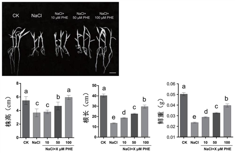 Application of Phenidone in Improving Salt Tolerance of Plants