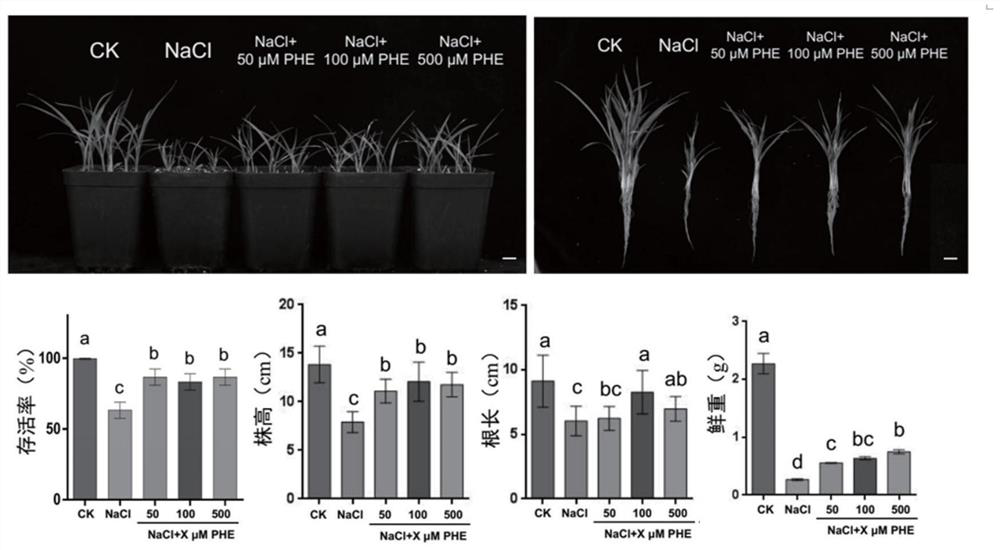 Application of Phenidone in Improving Salt Tolerance of Plants