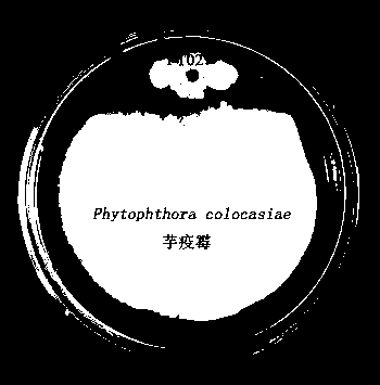 Streptomyces YT027 and application thereof