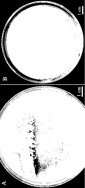 Streptomyces YT027 and application thereof