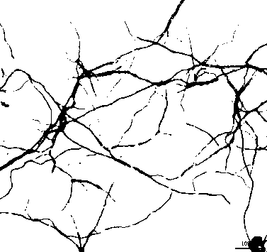 Streptomyces YT027 and application thereof