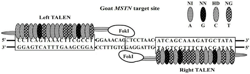 A kind of goat mstn gene site-directed modification system and its application