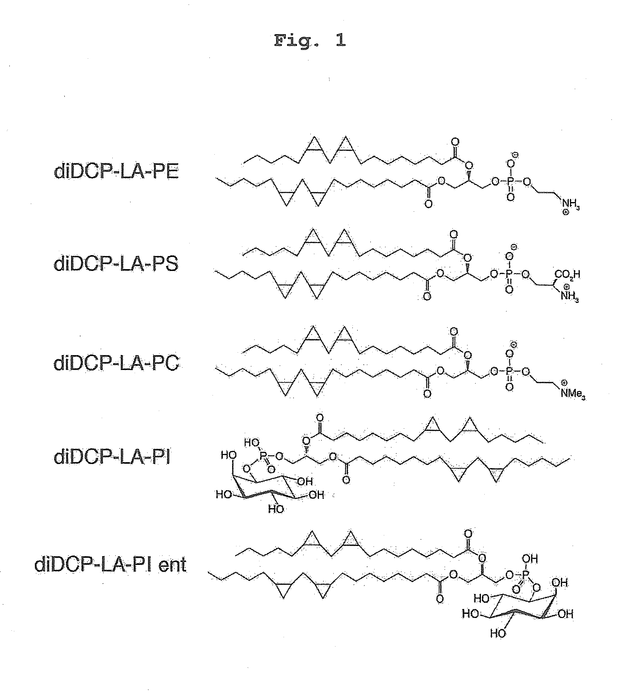 Phospholipid compound containing unsaturated fatty acid derivative having cyclopropane ring