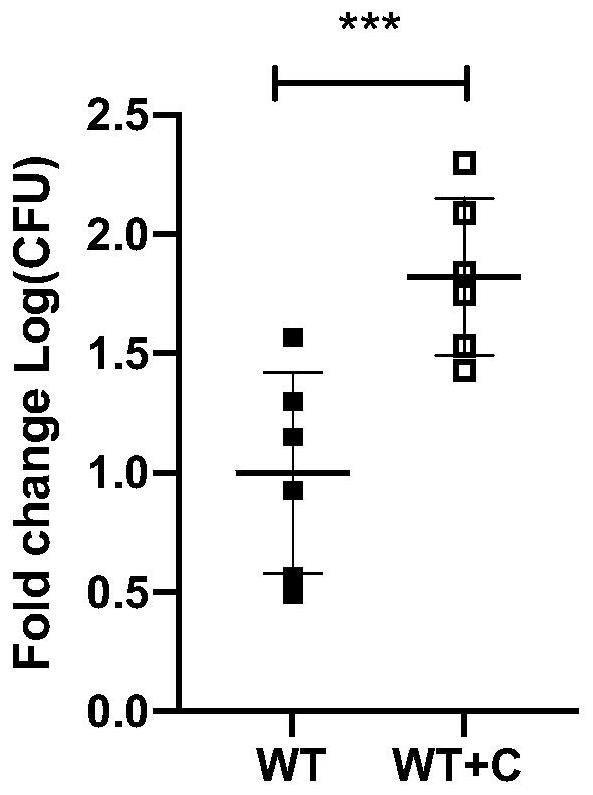 Corynebacterium and application thereof in ocular surface fungal infection resistance