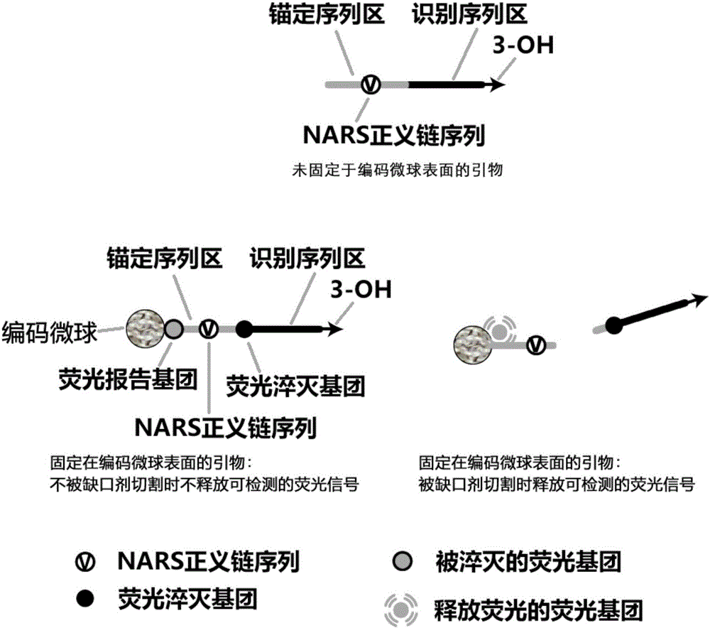 Liquid-stage chip constant-temperature detection method for tiny RNA