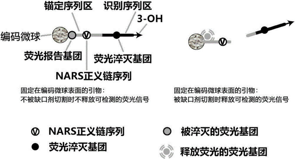 Liquid-stage chip constant-temperature detection method for tiny RNA