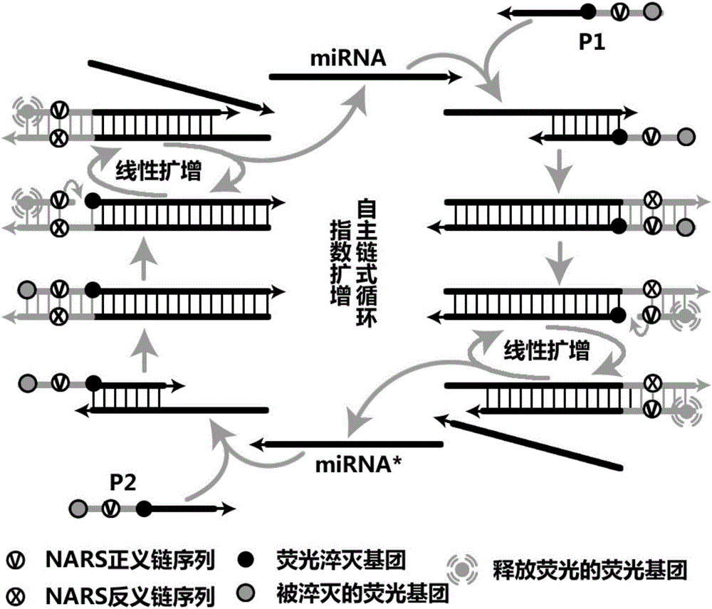 Liquid-stage chip constant-temperature detection method for tiny RNA