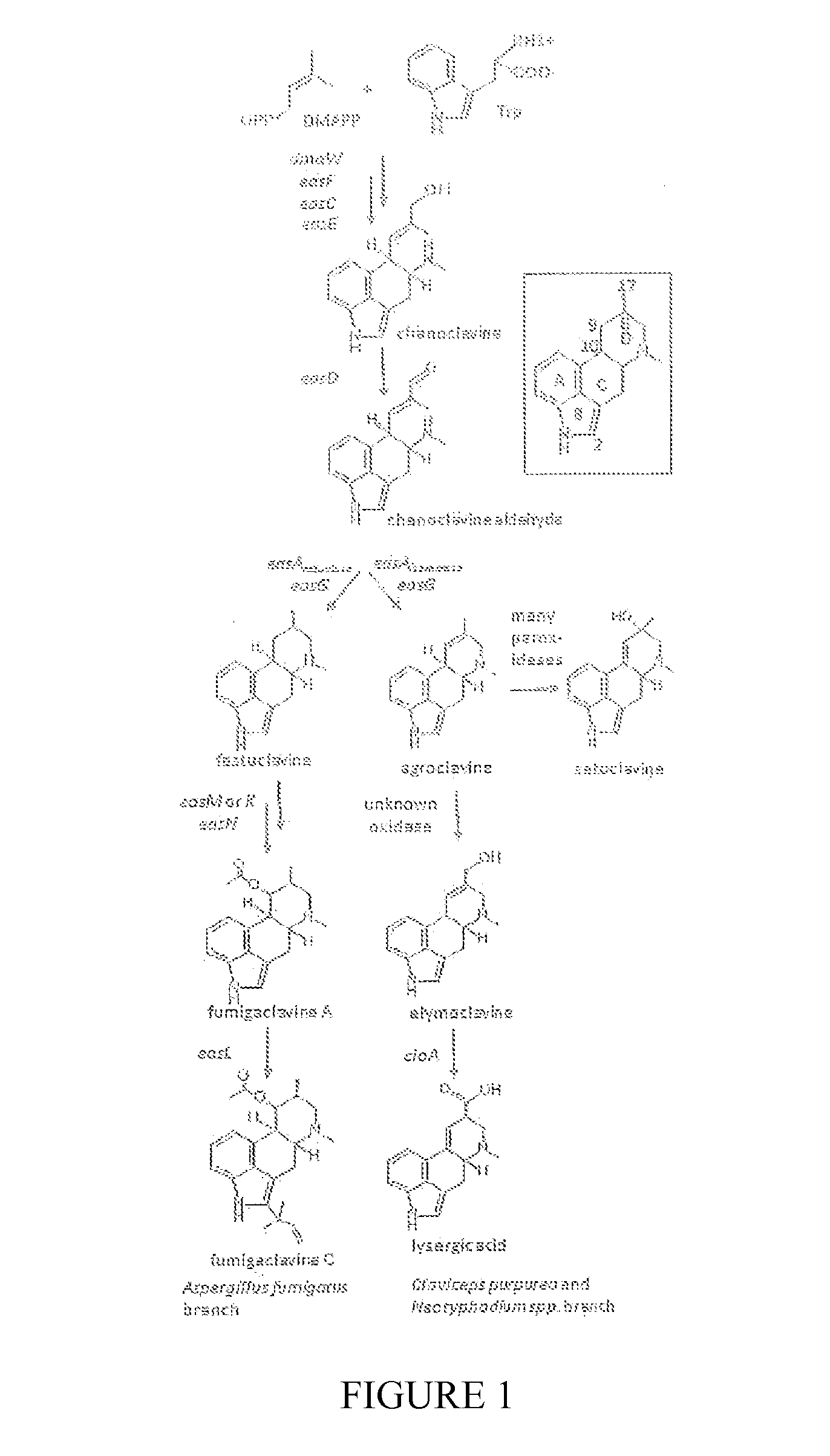 Production Of Lysergic Acid By Genetic Modification Of A Fungus