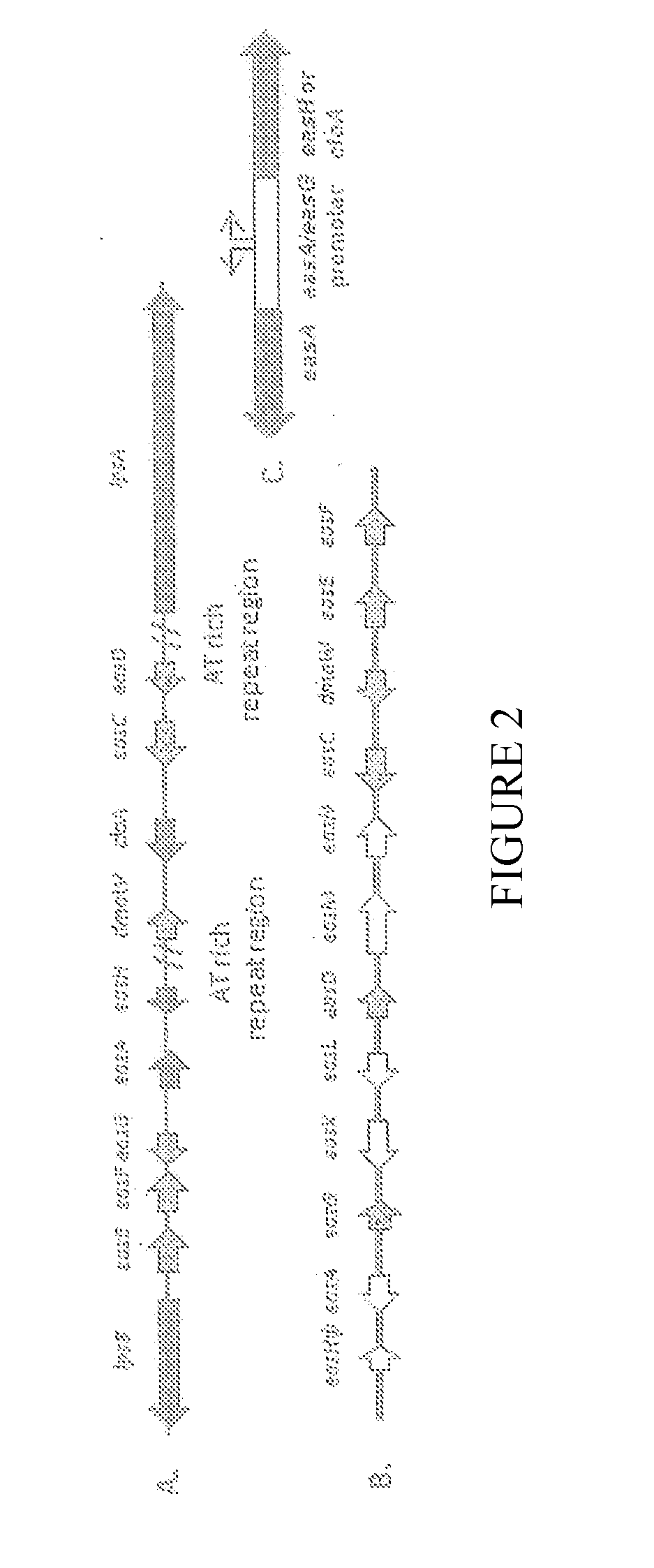 Production Of Lysergic Acid By Genetic Modification Of A Fungus