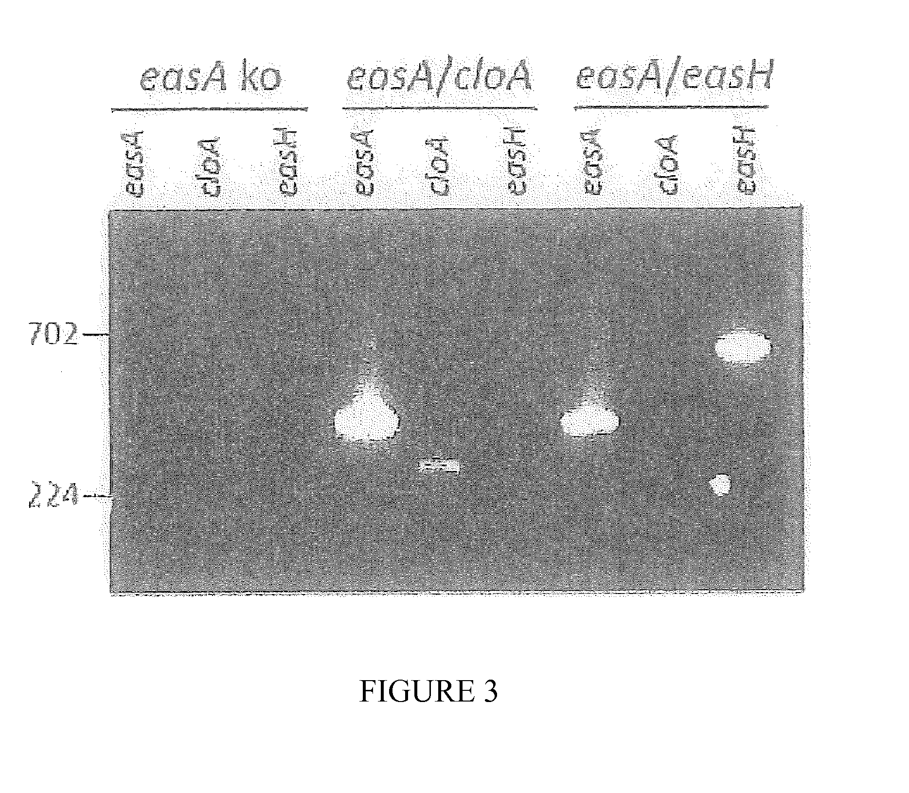 Production Of Lysergic Acid By Genetic Modification Of A Fungus