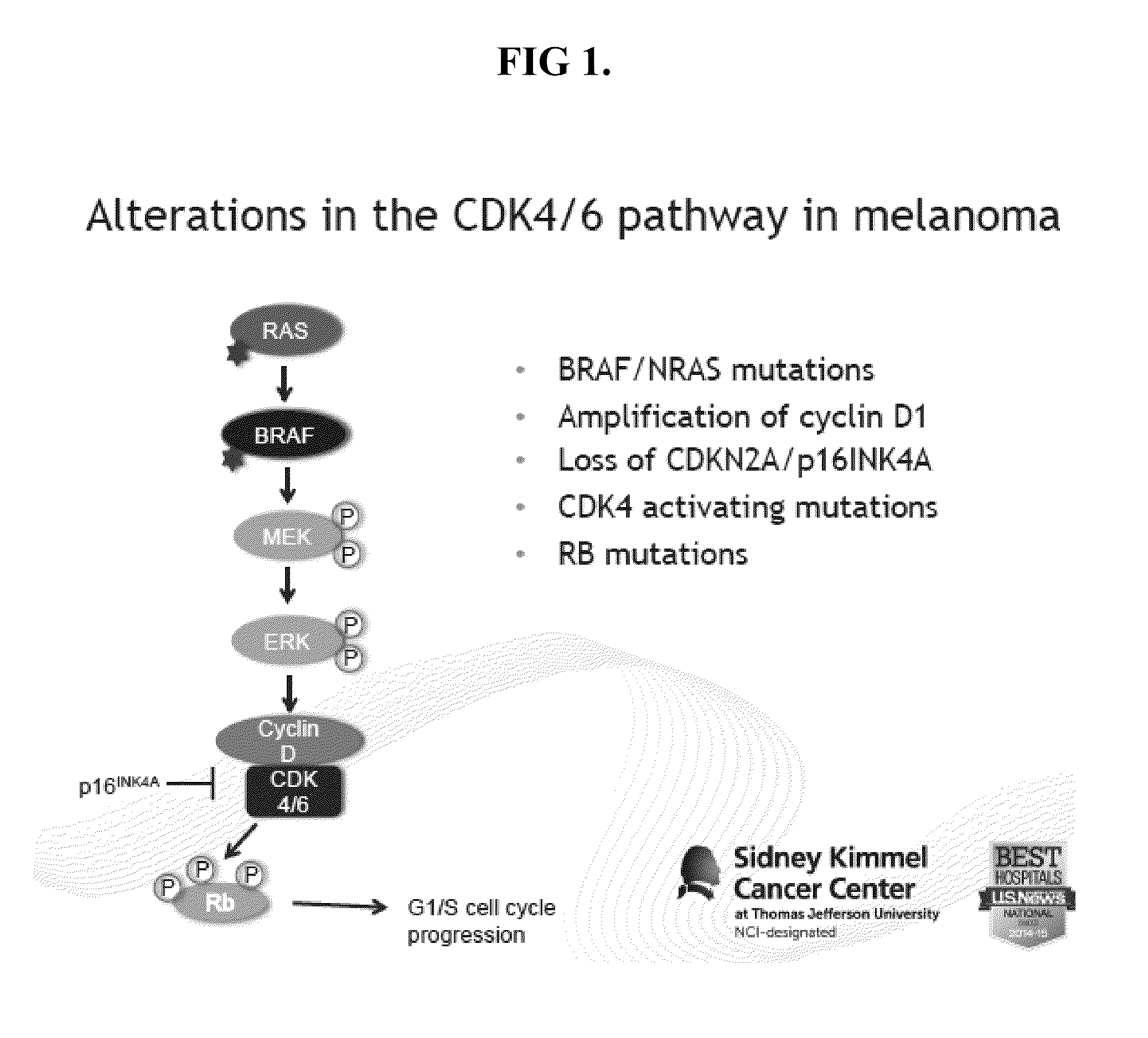 E2f reporter melanoma cells