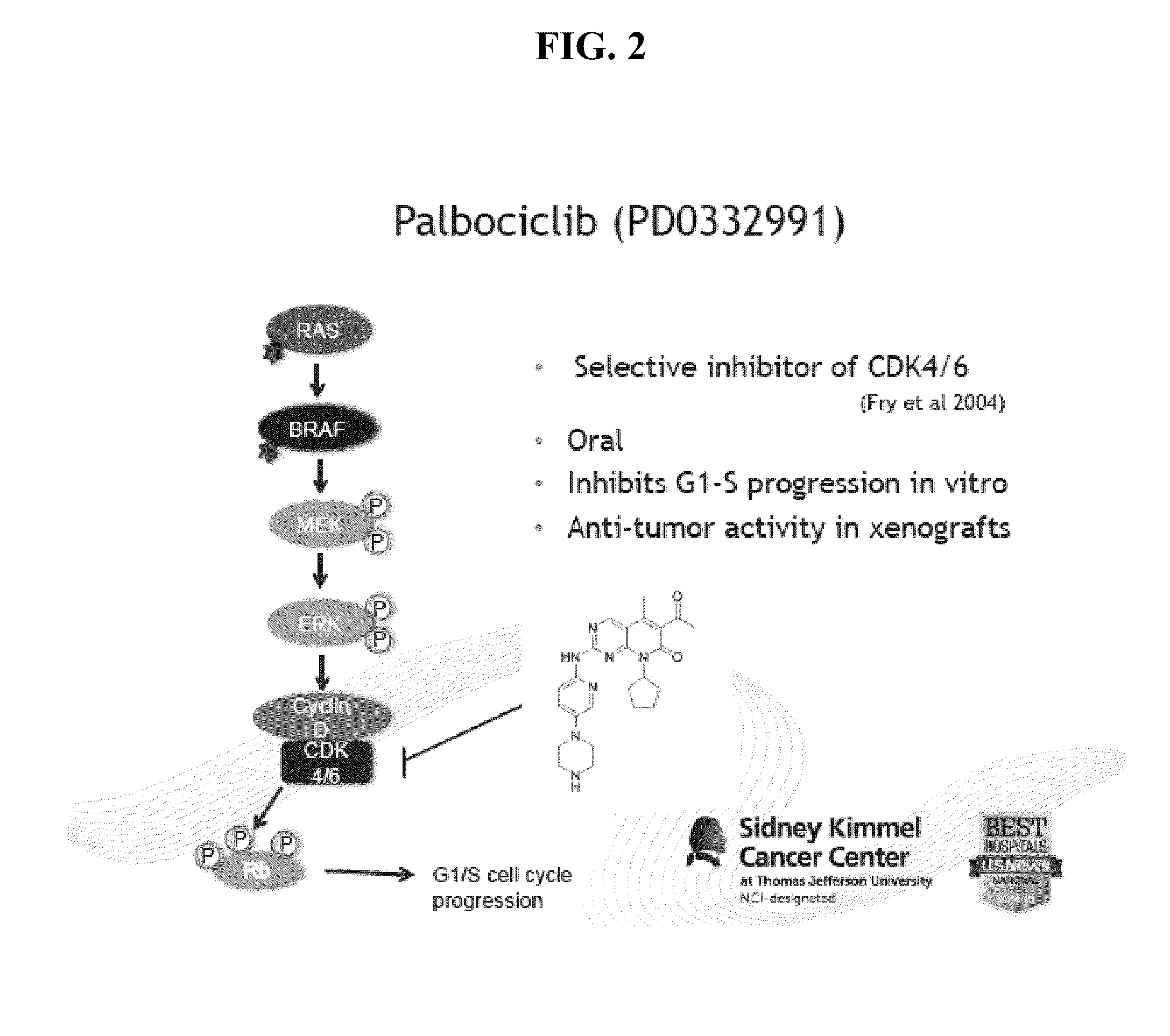 E2f reporter melanoma cells