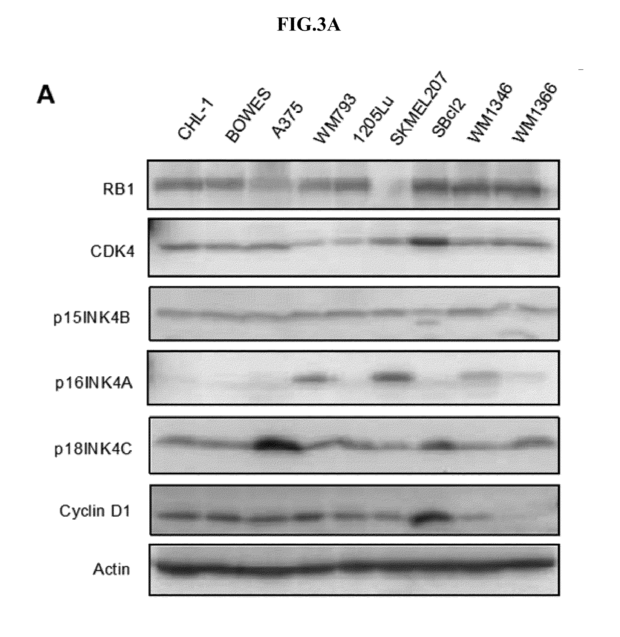 E2f reporter melanoma cells