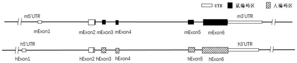 Construction method and application of thrombopoietin (THPO) gene humanized non-human animal