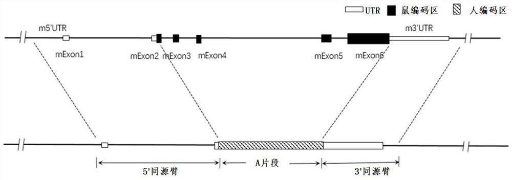 Construction method and application of thrombopoietin (THPO) gene humanized non-human animal