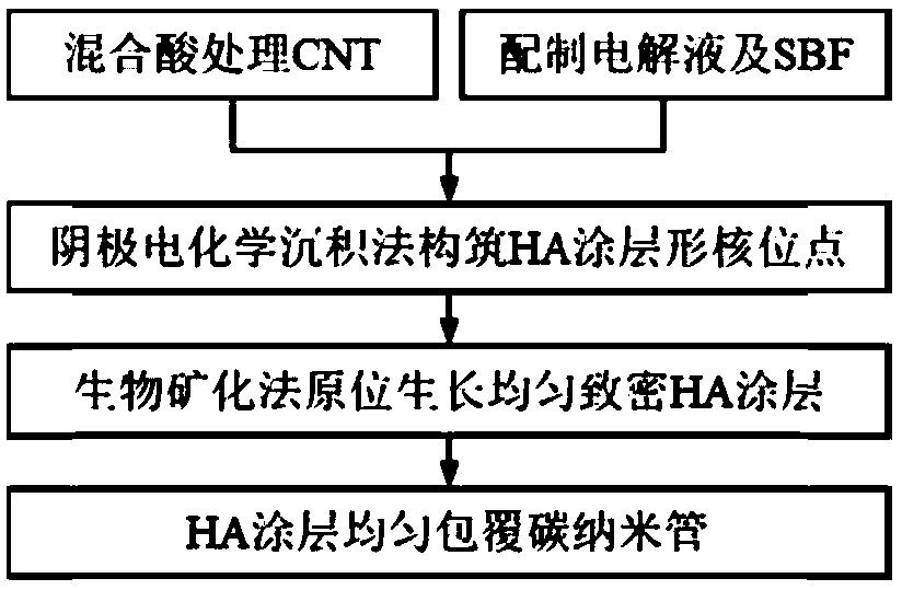 Method for preparing hydroxyapatite coating on surface of carbon nanotube based on electrochemical deposition method and biomineralization method in combined mode