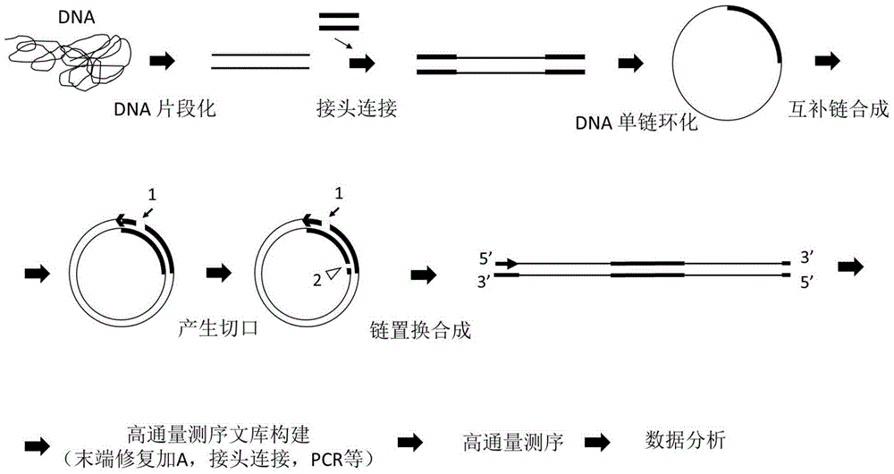 Sequencing library and preparation and application thereof