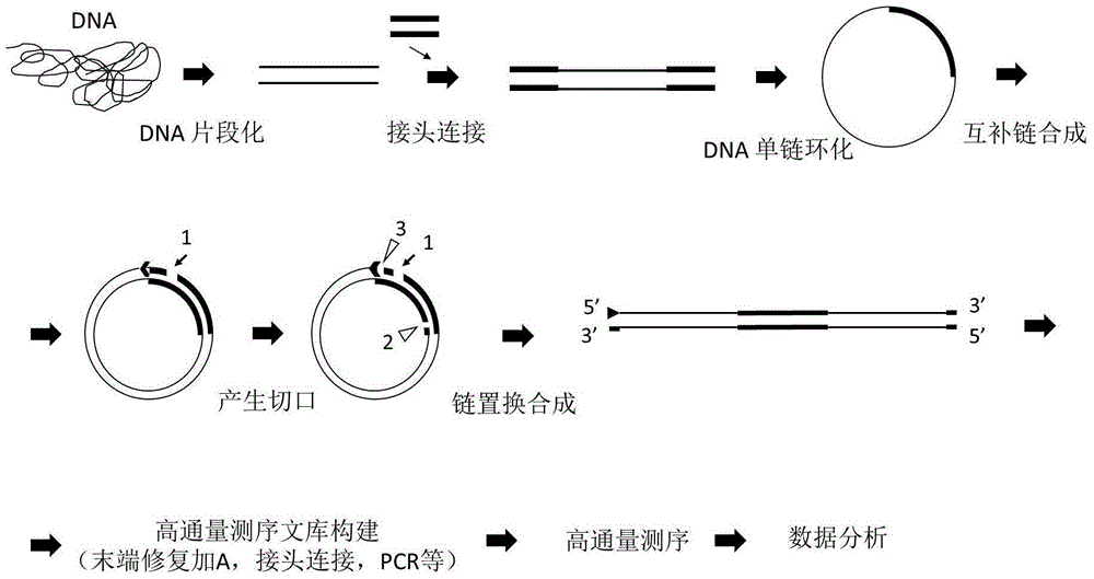 Sequencing library and preparation and application thereof