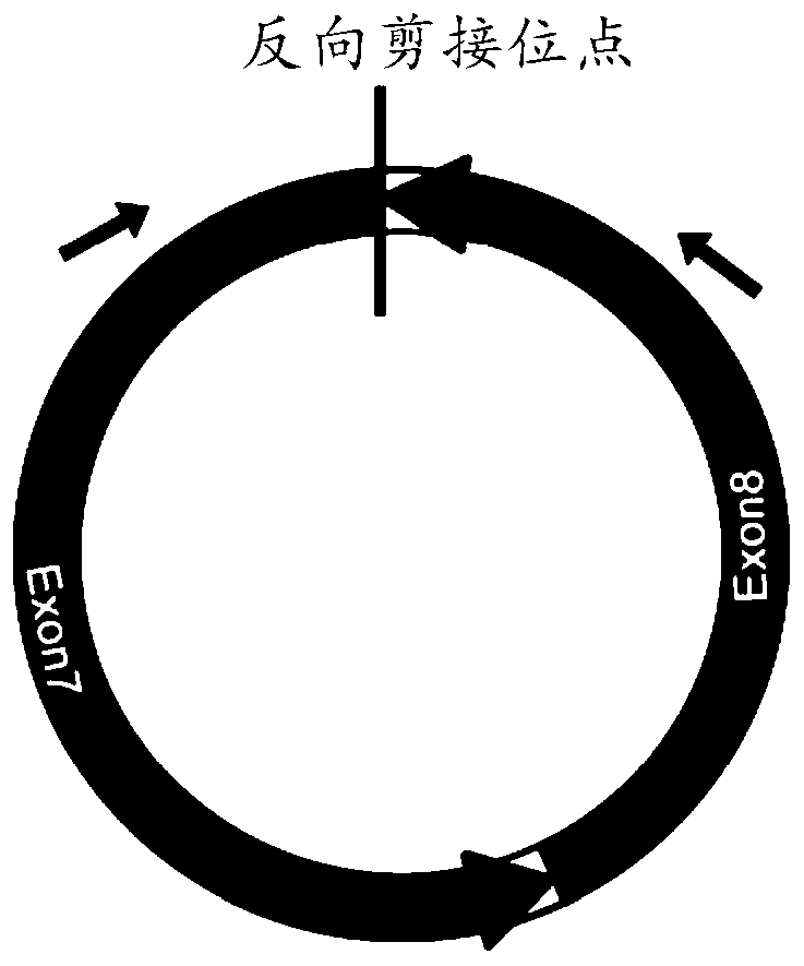 A circRNA PSY1-circ1 involved in lycopene biosynthesis