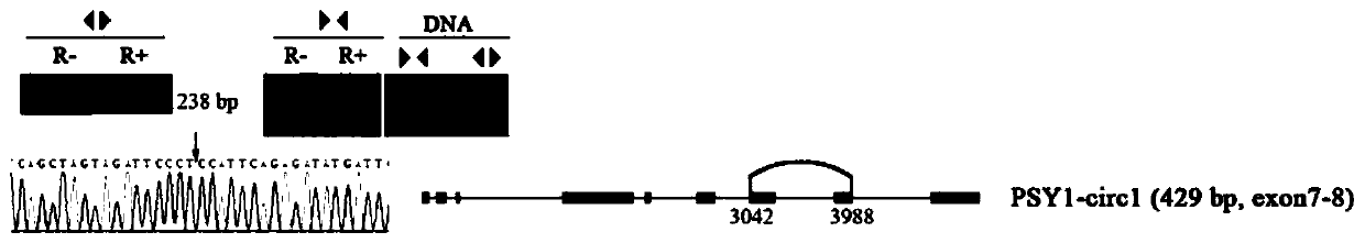 A circRNA PSY1-circ1 involved in lycopene biosynthesis