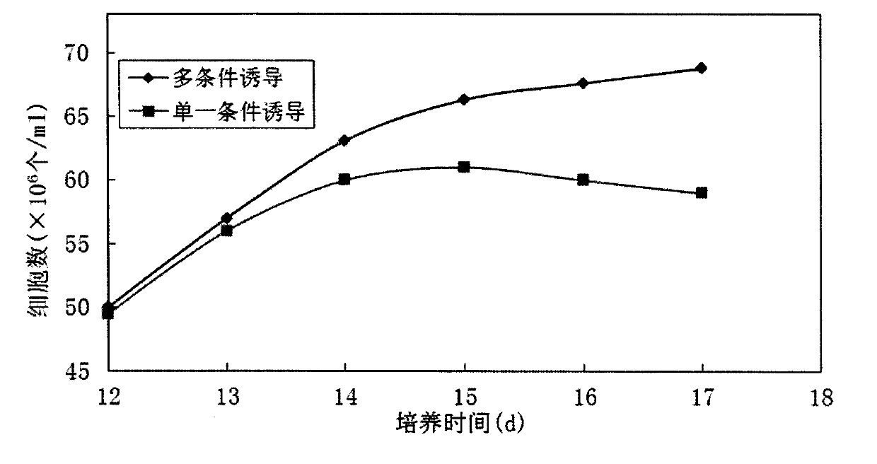 Culture method for efficiently inducing lipid accumulation in Botryococcus braunii