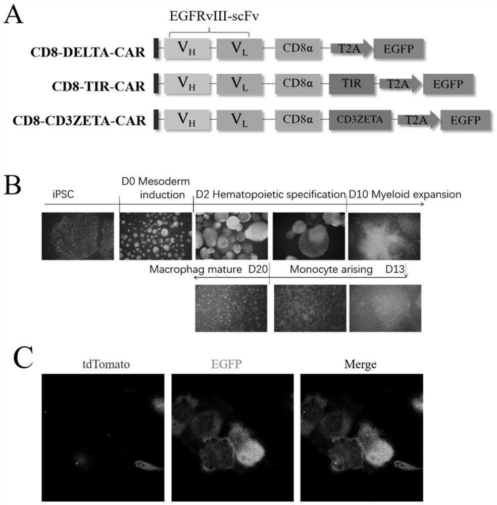 Macrophage exclusive chimeric antigen receptor, controllable polarized mononuclear/macrophage for expressing macrophage exclusive chimeric antigen receptor and preparation method and application thereof