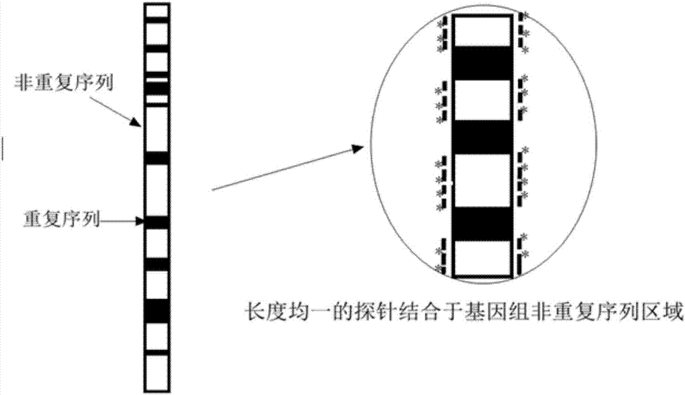 PML/RARA (promyelocytic leukemia/retinoic acid receptor alpha) fusion gene quick detection probe with low cost and preparation method and application thereof