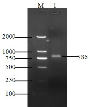 Preparation method for standard sample of infectious hematopoietic organ necrosis virus molecule