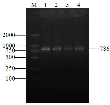 Preparation method for standard sample of infectious hematopoietic organ necrosis virus molecule