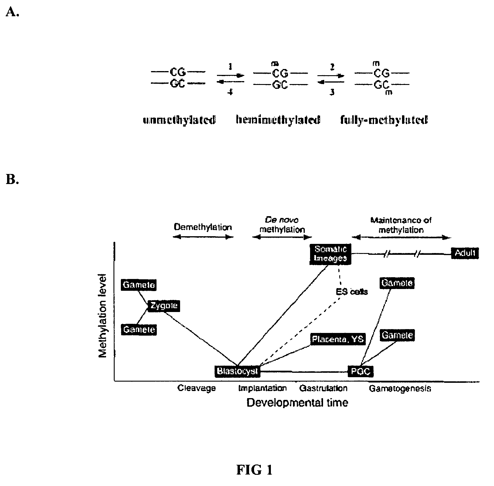 Whole genome methylation profiles via single molecule analysis