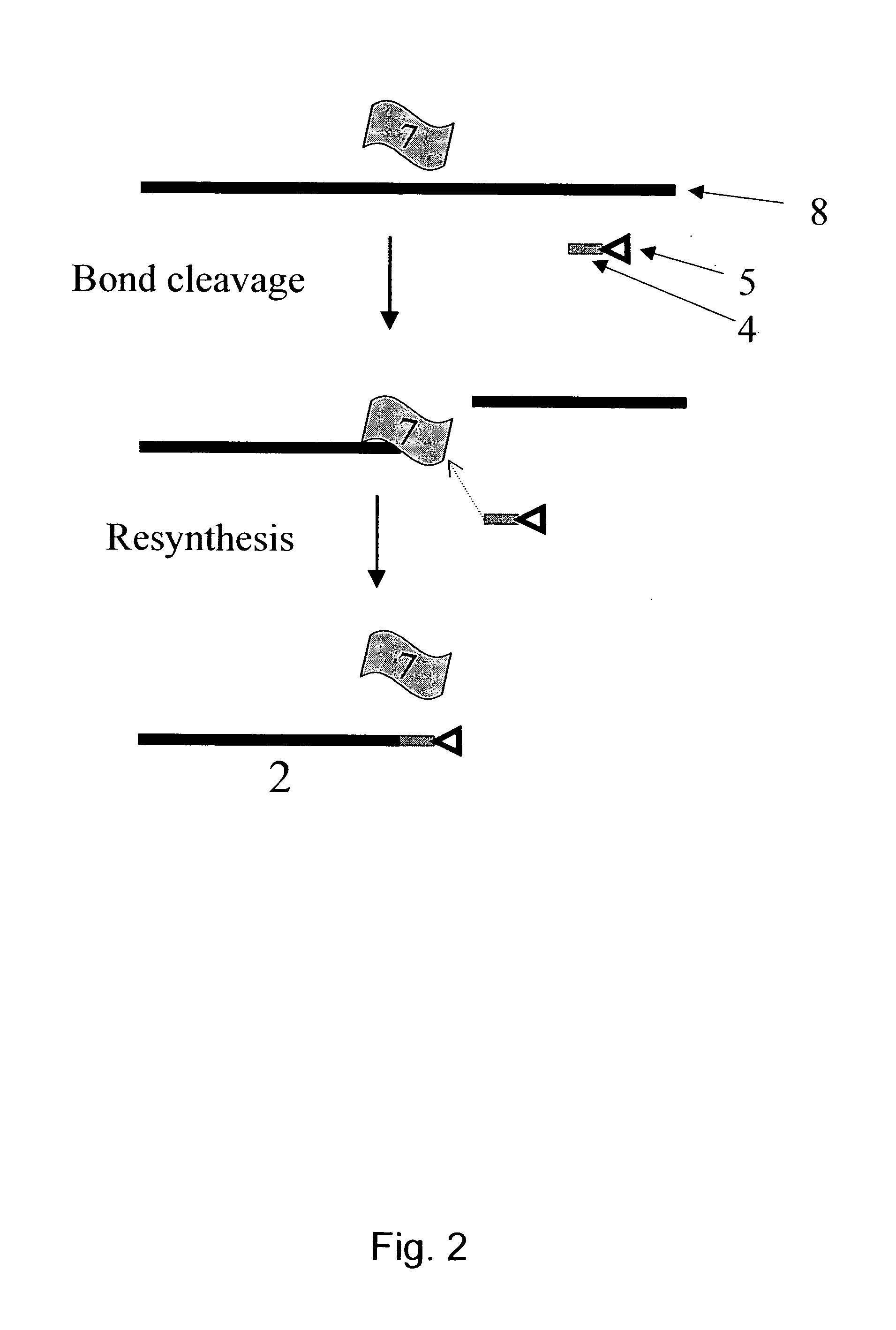 Mehtod for the modification of polymeric carbohydrate materials