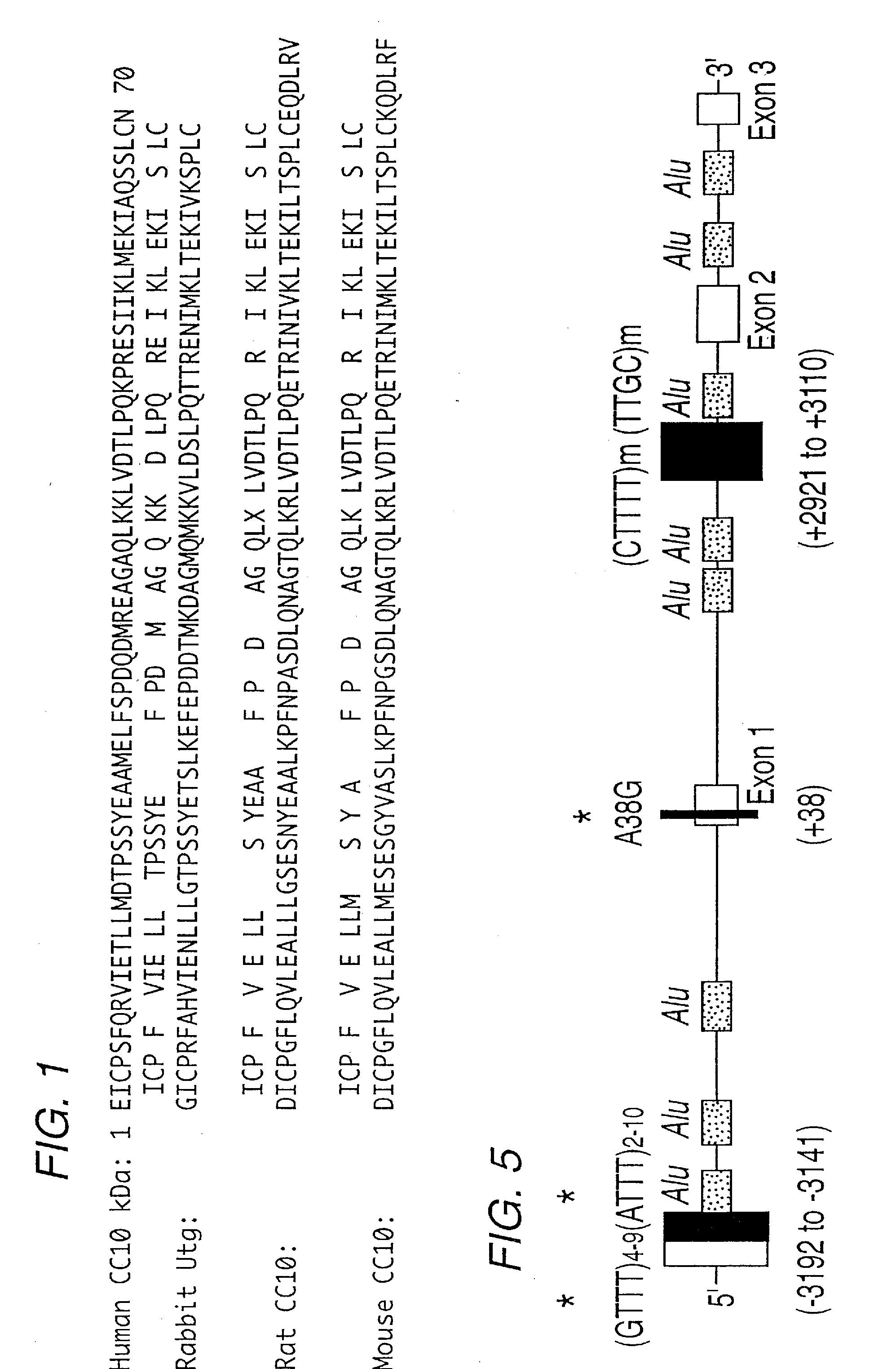 UTEROGLOBIN IN THE TREATMENT OF IgA MEDIATED AUTOIMMUNE DISORDERS