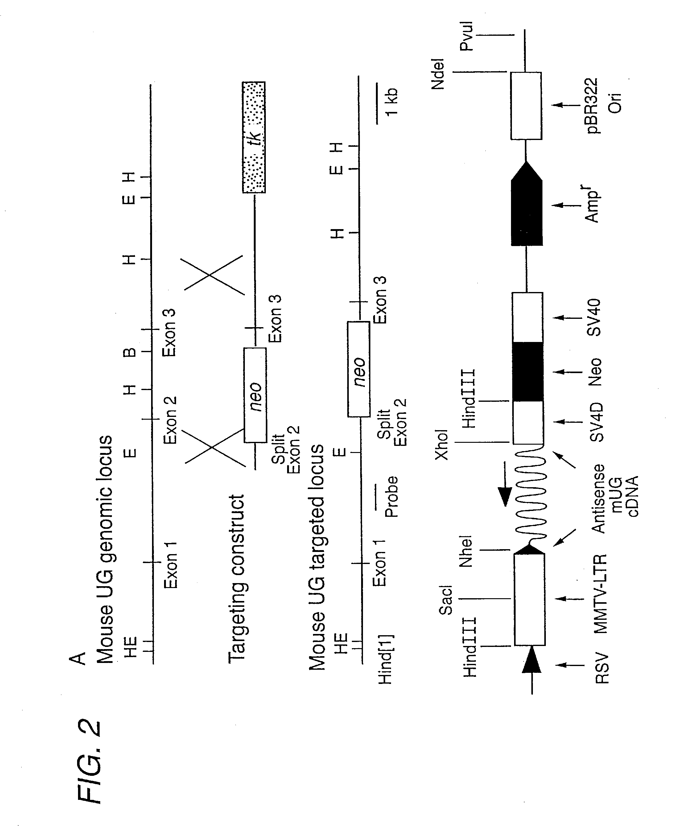 UTEROGLOBIN IN THE TREATMENT OF IgA MEDIATED AUTOIMMUNE DISORDERS