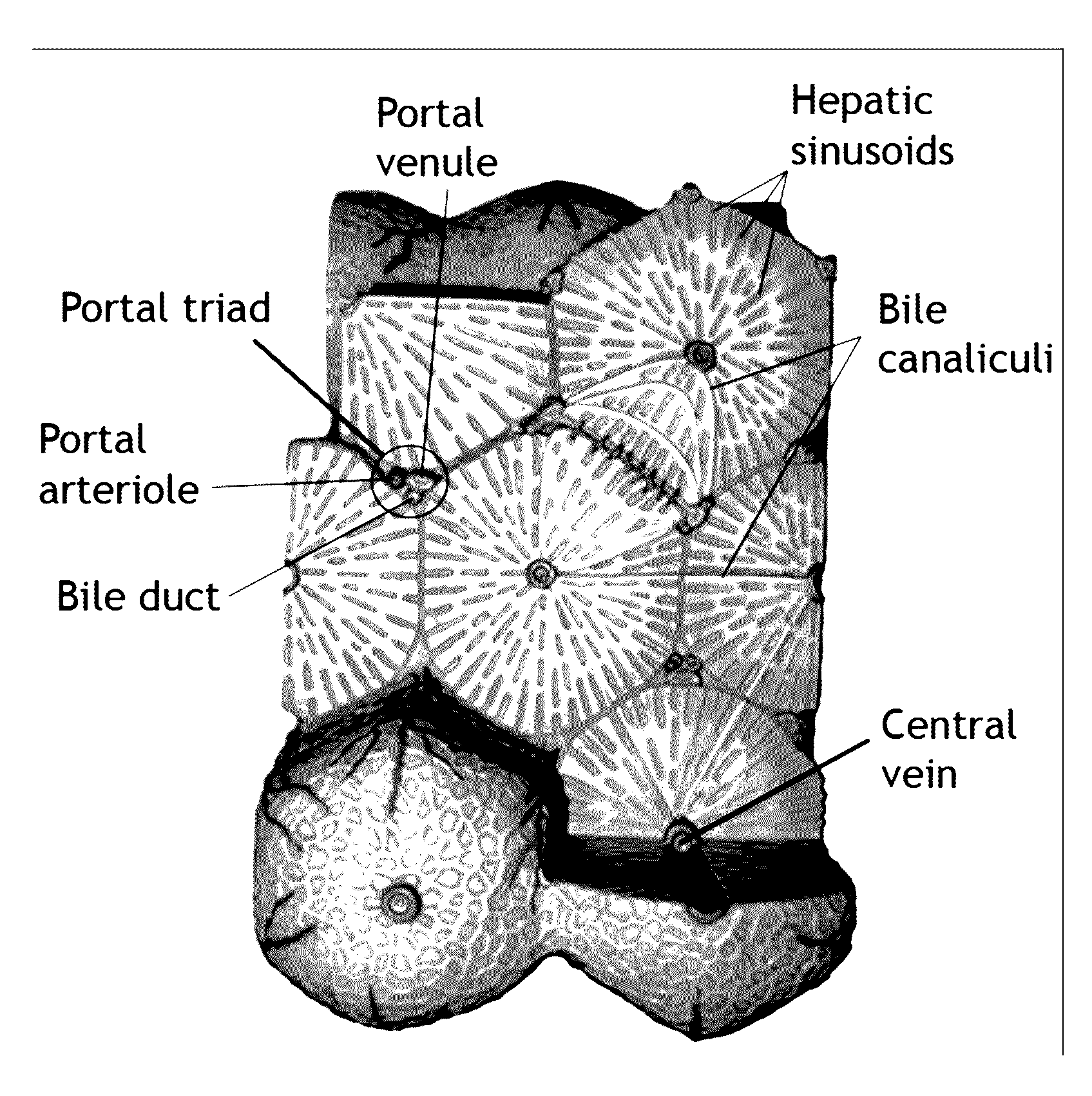 Selective sampling for assessing structural spatial frequencies with specific contrast mechanisms