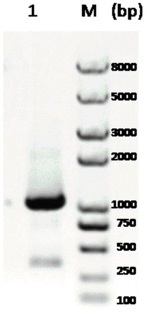 A kind of uridine-5'-diphosphate xylose synthase derived from Dieffenbachia tiger eye, its nucleotide sequence and application