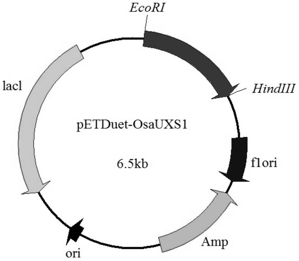 A kind of uridine-5'-diphosphate xylose synthase derived from Dieffenbachia tiger eye, its nucleotide sequence and application