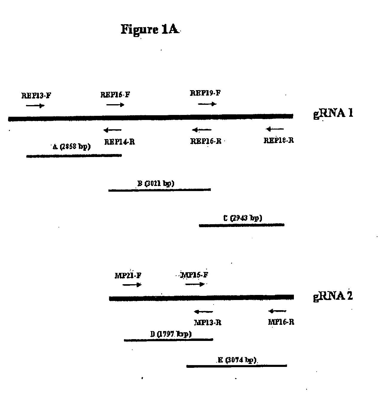 Isolated nucleic acid molecules from the genome of citrus leprosis virus and uses thereof