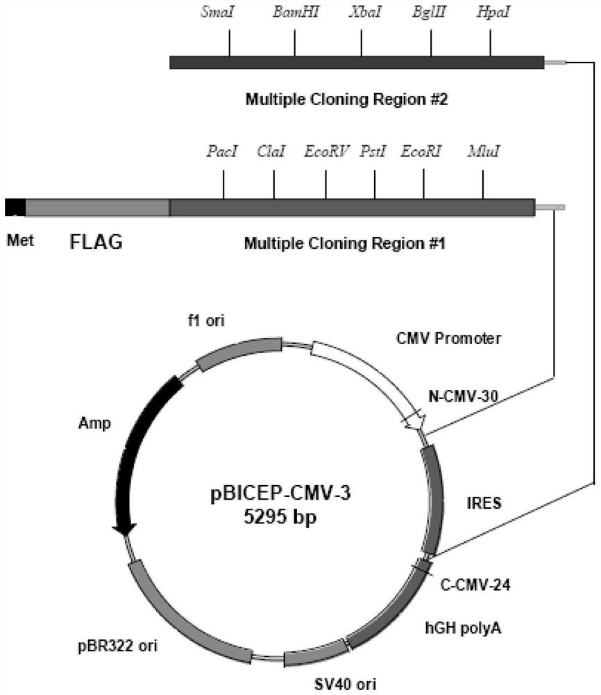 A kind of ku70 protein mutant with the function of inhibiting tumor cell proliferation, gene and application