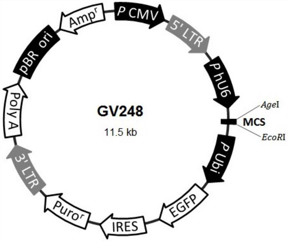 A kind of ku70 protein mutant with the function of inhibiting tumor cell proliferation, gene and application