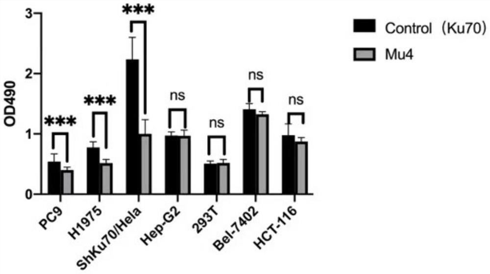 A kind of ku70 protein mutant with the function of inhibiting tumor cell proliferation, gene and application