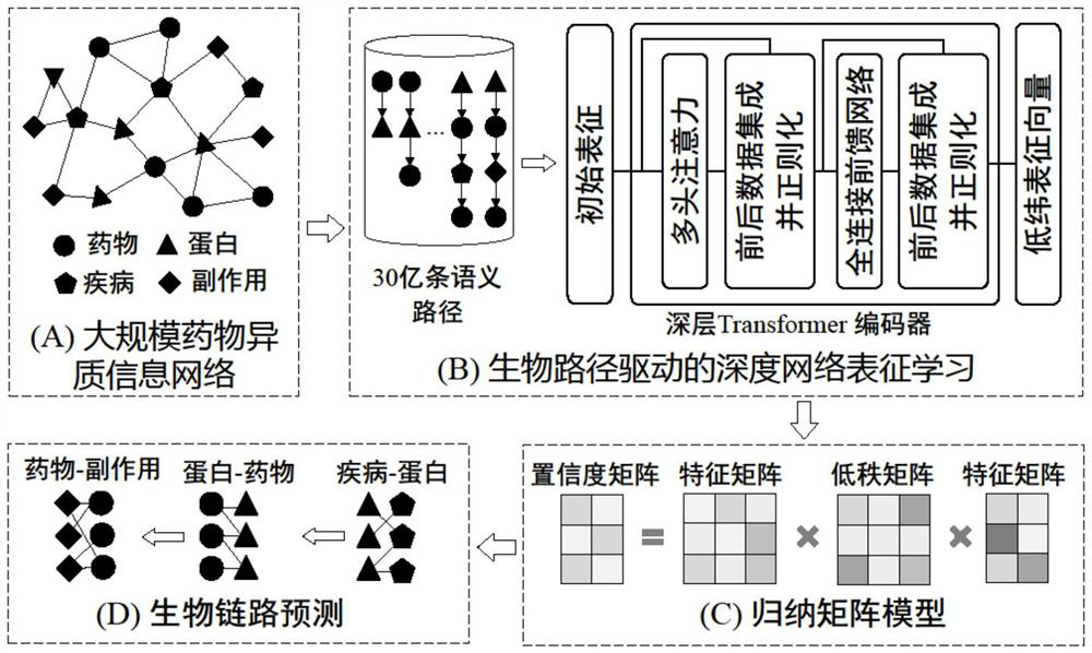 Biological network link prediction method based on meta-path and bidirectional encoder