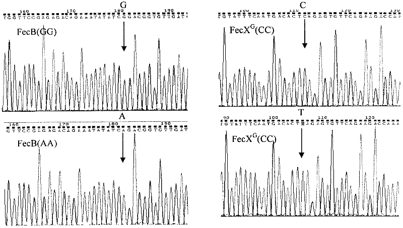 Kit for detecting reproductive capacity of sheep and using method thereof